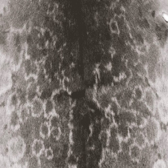 Modal Silk Scarf Shawl 26" X 73" Inspired by Harbor Seal fur - Picture 10 of 10